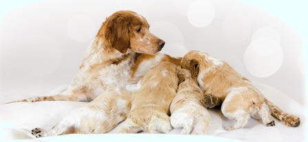 Royal Canin (Роял Канин) Medium Starter для щенков и для сук во время беременности Royal Canin (Роял Канин) Medium Starter, http://petplus.com.ua/admin/index.php?route=catalog/product/update&token=d339fdc9e9969063f4b2be730ea77faa&product_id=1364&filter_model=10088